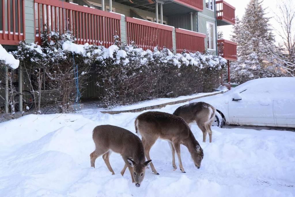 Condo Entier, Fully Equiped Pool And Spa Only In Summer Mont-Tremblant Exterior foto
